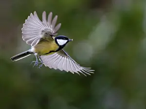 Paridae Prints: Great tit (Parus major) male in flight, Bavaria, Germany. February