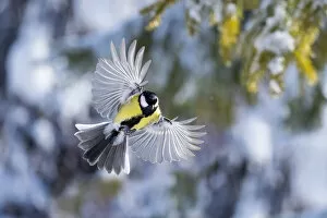Great tit (Parus major) male in flight, Parus major, winter, Bavaria, Germany, February