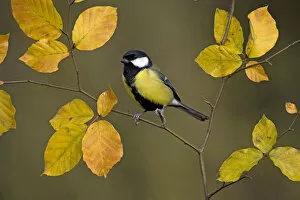 Images Dated 20th April 2011: Great tit (Parus major) perched on autumn Beech twig, UK