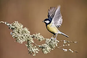 June 2021 Highlights Collection: Great tit (Parus major) perched on branch, ready to fly, Moselle, France, February