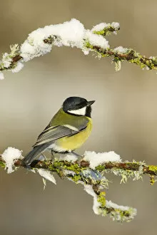 Images Dated 4th December 2011: Great tit (Parus major) perched on branch in snow, Scotland, UK, December
