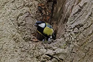 Paridae Prints: Great tit (Parus major) perched at entrance to tree hole nest
