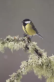 Great tit (Parus major) perched on lichen covered branch, with falling snow, Scotland