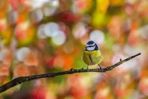 Autumn Gallery: Great tit (Parus major), perched on tree, Monmouthshire, Wales, UK. December