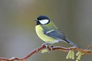 Paridae Prints: Great tit (Parus major) perched on twig in winter, Denmark. December