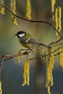 Images Dated 14th January 2016: Great tit (Parus major) sitting on Hazel (Corylus) with catkins, Loire Atlantique