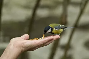 Images Dated 17th May 2012: Great tit (Parus major) taking mealworm from persons hand, Pembrokeshire Coast National Park