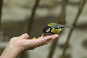 Songbirds Prints: Great tit (Parus major) taking mealworm from persons hand