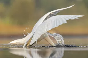 Stretching Gallery: Great white egret (Ardea alba) diving to catch prey in shallow pond