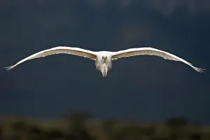Typical Heron Prints: Great white egret (Ardea alba) in flight, Zimanga game reserve, South Africa
