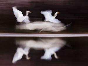 Ardea Alba Gallery: Great White Egret (Ardea alba) flying above lake blurred motion photograph, Kiskunsagi