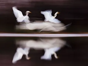 Blurred Movement Prints: Great White Egret (Ardea alba) flying above lake blurred motion photograph, Kiskunsagi