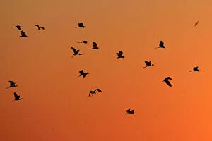 Great white egret (Ardea alba) group flying at sunset, Anklamer stadtbruch, Stettiner Haff