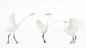 Ardea Alba Gallery: Great white egret (Ardea alba) group of three in winter, Kiskunsag National Park, Hungary