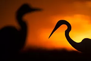 Orange Gallery: Great white egret (Ardea alba) silhouetted at sunset, Lake Csaj, Pusztaszer, Hungary, February
