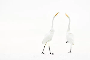 Calm Coasts Collection: Two Great white egret (Ardea alba) in winter, Kiskunsag National Park, Hungary. December