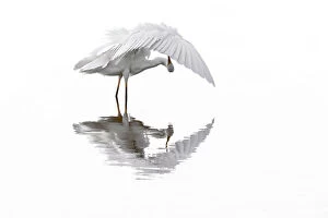 Ardea Gallery: Great white egret / Common egret (Ardea alba) preening feathers in shallow water of pond