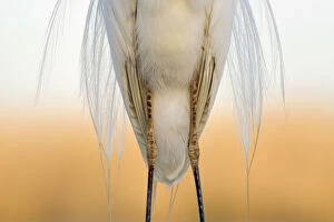 Images Dated 21st April 2015: Great white egret (Egretta alba) detail of plumage and legs from the front, Pusztaszer