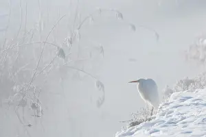 Typical Heron Prints: Great white egret (Egretta alba) perched on snow in morning mist