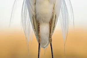 Elegance Prints: Great white egret (Egretta alba) detail of plumage and legs from the front, Pusztaszer
