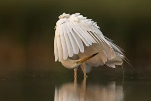 Great white egret (Egretta Alba) preening its feathers, Valkenhorst Nature Reserve