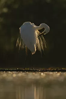 Images Dated 29th September 2020: Great white egret (Egretta / Ardea alba) Pusztaszer protected landscape, Kiskunsagi