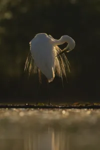 Great white egret (Egretta / Ardea alba) Pusztaszer protected landscape, Kiskunsagi