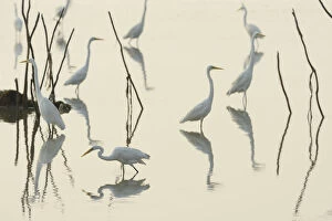 Ardea Gallery: Great white egrets (Casmerodius albus) reflected in Pulicat Lake, Tamil Nadu, India, January 2013
