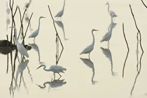 Uncatalogued Prints: Great white egrets (Casmerodius albus) reflected in Pulicat Lake
