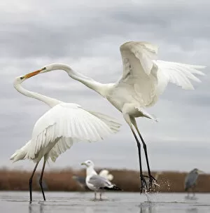 Great white egrets (Egretta alba) fighting over food, Hungary January