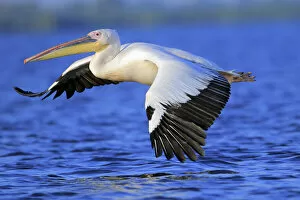 Great white pelican (Pelecanus onocrotalus) flying over water, Danube Delta, Romania