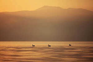 Images Dated 20th June 2009: Three Great white pelicans (Pelecanus onocrotalus) silhouetted against the sunrise