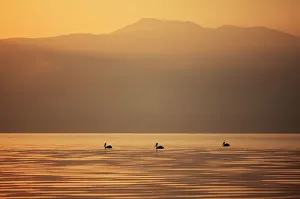 Macedonia Prints: Three Great white pelicans (Pelecanus onocrotalus) silhouetted against the sunrise over Mount Golema (2179m)