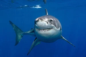 2009 Highlights Gallery: Great white shark (Carcharodon carcharias) underwater, Guadalupe Island, Mexico