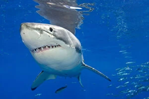 Images Dated 2nd September 2008: Great white shark (Carcharodon carcharias) portrait, Guadalupe Island, Mexico, Pacific