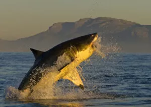 Anger Gallery: Great white shark (Carcharodon carcharias) leaping out of the water. False Bay, South Africa