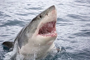 Aggression Gallery: Great white shark (Carcharodon carcharias) breaking surface with mouth open. Guadalupe Island