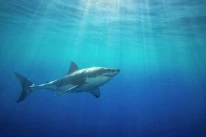 August 2023 Highlights Collection: Great white shark (Carcharodon carcharias) swimming under the ocean surface in open water
