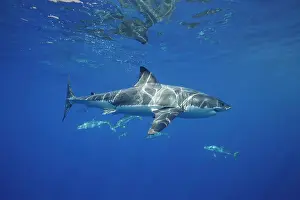 Guadalupe Island Prints: Great white shark (Carcharodon carcharias)