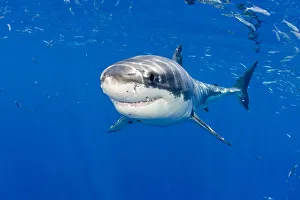 Great white shark (Carcharodon carcharias) Guadalupe Island, Mexico, Pacific Ocean