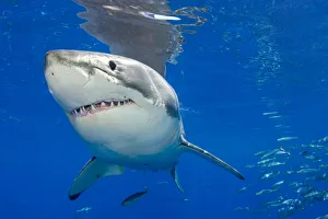 Guadalupe Island Prints: Great white shark (Carcharodon carcharias) portrait, Guadalupe Island, Mexico, Pacific