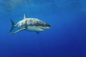 Shark Prints: Great white shark (Carcharodon carcharias) portrait