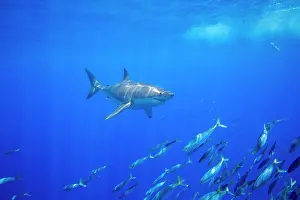 School Prints: Great white shark (Carcharodon carcharias) swimming over a school of Scad mackerel (Decapterus macarellus)
