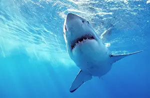 Lamnidae Prints: Great white shark (Carcharodon carcharias) underwater, Guadalupe, Mexico, Caribbean Sea