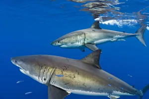 Great white sharks (Carcharodon carcharias) males beneath the surface. Guadalupe Island