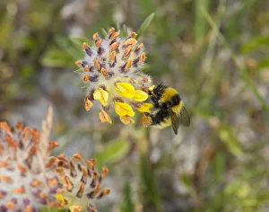 Apidae Collection: Great yellow bumblebee (Bombus distinguendus) nectaring on Kidney vetch (Anthyllis vulneraria)