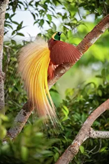 Paradisaea Prints: Greater bird of paradise (Paradisaea apoda) male displaying, Aru Island, Indonesia