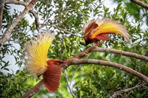 Paradisaea Prints: Two Greater bird of paradise (Paradisaea apoda) males displaying, Aru Island, Indonesia