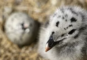 Images Dated 13th June 2009: Greater black backed gull (Larus marinus) chick near a hatching egg, Saltee Islands