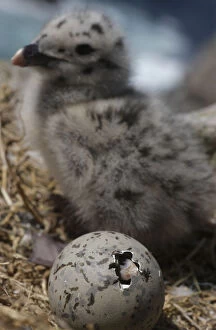 Images Dated 13th June 2009: Greater black backed gull (Larus marinus) egg hatching near a chick, Saltee Islands